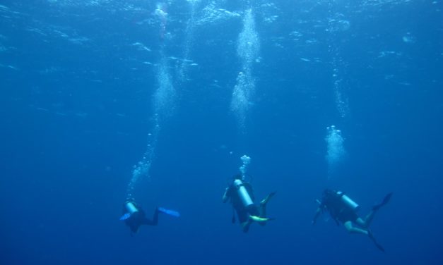 Teaser i film: Divemaster Sea Turtle Divers